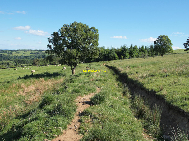 Photo 6"x4" Old military road Netherton\/NO1452 c2010