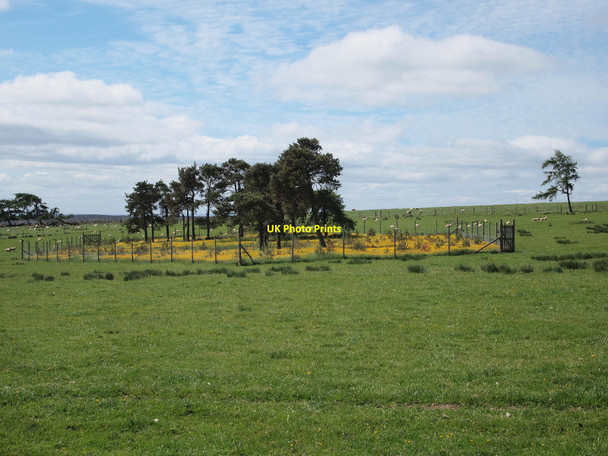 Photo 6"x4" Tree plantation on Hill of Cally Netherton\/NO1452 c2010