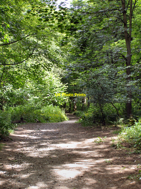 Photo 6"x4" Spring Wood Whalley c2010