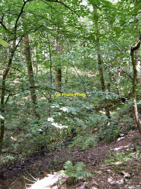 Photo 6"x4" Spring Wood Whalley c2010 P2