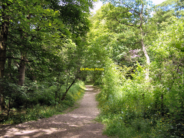 Photo 6"x4" Spring Wood Whalley c2010