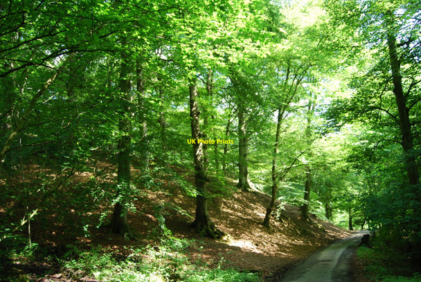 Photo 6"x4" The lane between two woods Druid\/SJ0443 c2010