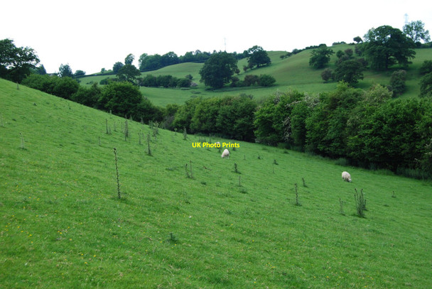 Photo 6"x4" Steeply sloping north facing grazing Tyddyn Angharad c2010