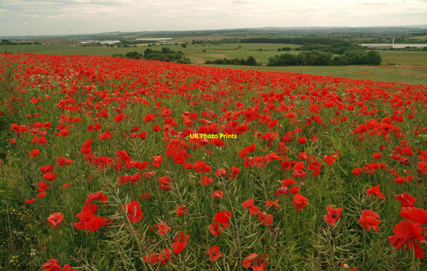 Photo 6"x4" Poppy field overlooking the Dearne Valley Brierley\/SE4110 c2010