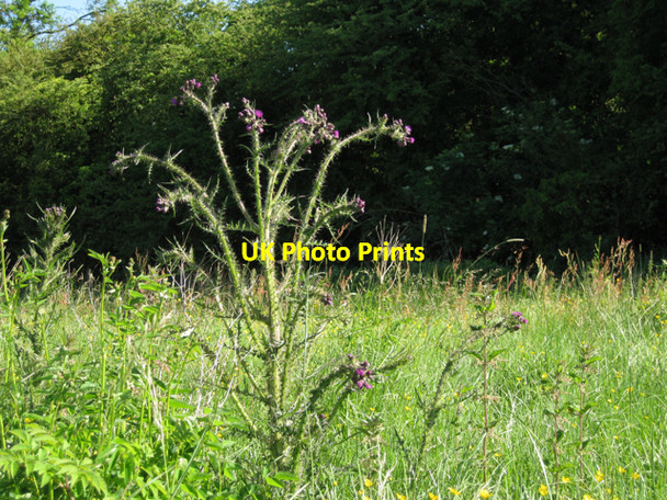 Photo 6"x4" Marsh Thistle (Cirsium palustre) Little Shrewley c2010