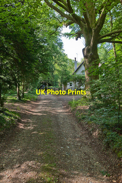 Photo 6"x4" Track and footpath to Hazel Holt Dean\/SU5619 c2010