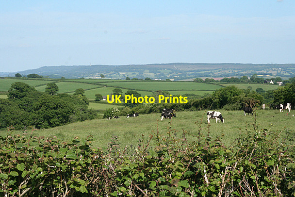 Photo 6"x4" Uplowman: near Beerdown Cottage Coombe\/ST0017 c2010