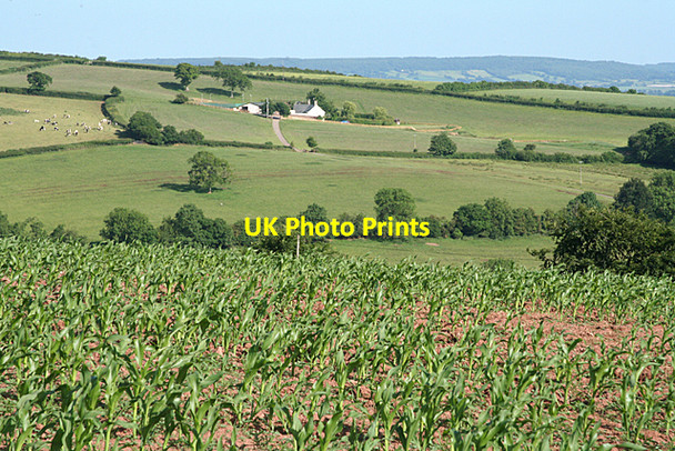 Photo 6"x4" Uplowman: field of maize Green Gate\/ST0115 c2010