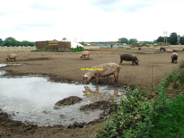 Photo 6"x4" Free Range Pigs Kennett c2010