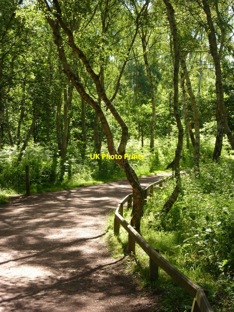 Photo 6"x4" Footpath to the visitor centre Edwinstowe c2010