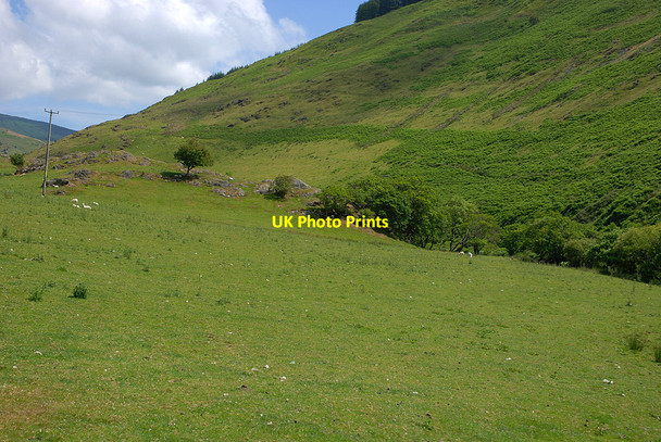 Photo 6"x4" Grazing in the Dysynni gorge Abergynolwyn c2010