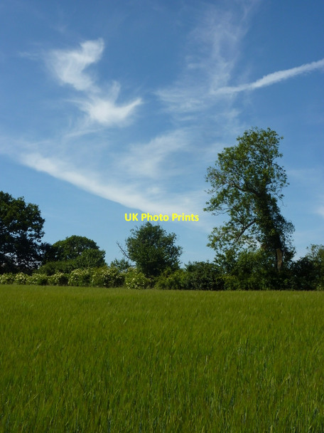 Photo 6"x4" Field and trees south of Elkesley Elkesley c2010