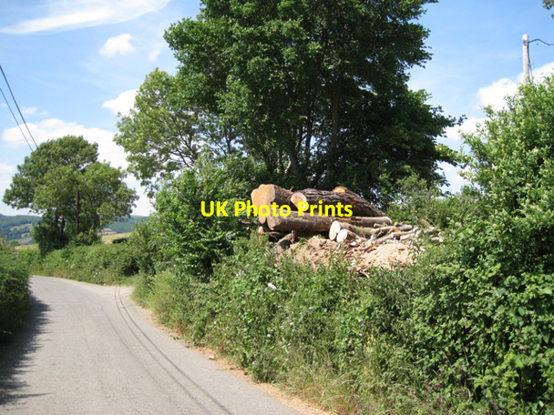 Photo 6"x4" Recently-felled trees, Whistley Hill Cross Ashburton c2010
