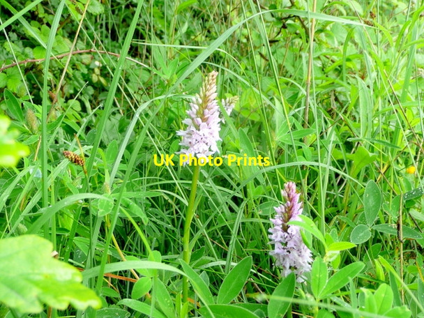 Photo 6"x4" Common Spotted Orchid, Dactylorhiza fuchsii Trow Green c2010