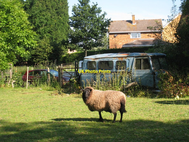 Photo 6"x4" Sheep and Commer Minibus Sandhurst\/TQ7928 c2010