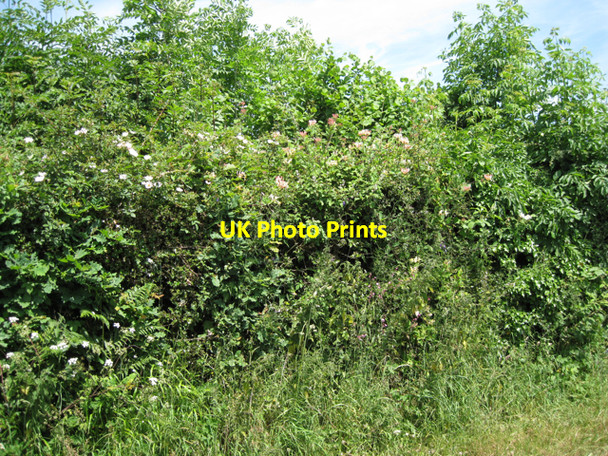 Photo 6"x4" Hedgerow east of Neilgate Corner Ashburton c2010