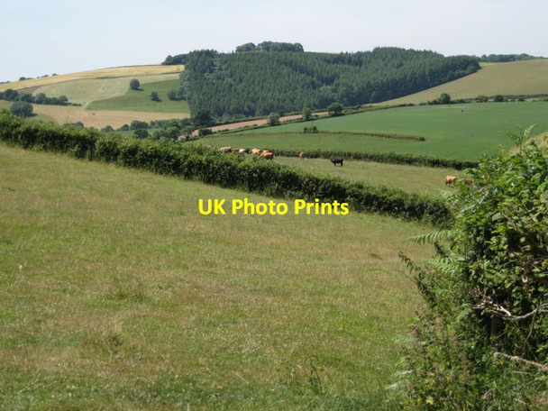 Photo 6"x4" Small meadow east of White Eagle Ashburton c2010