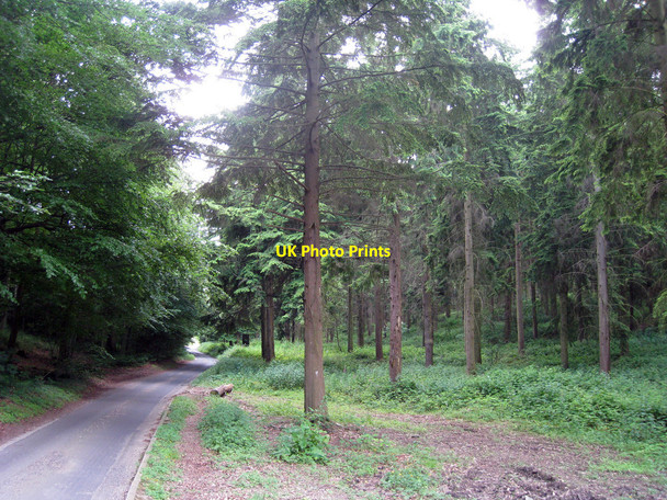 Photo 6"x4" Bursted Wood Lynsore Bottom c2010