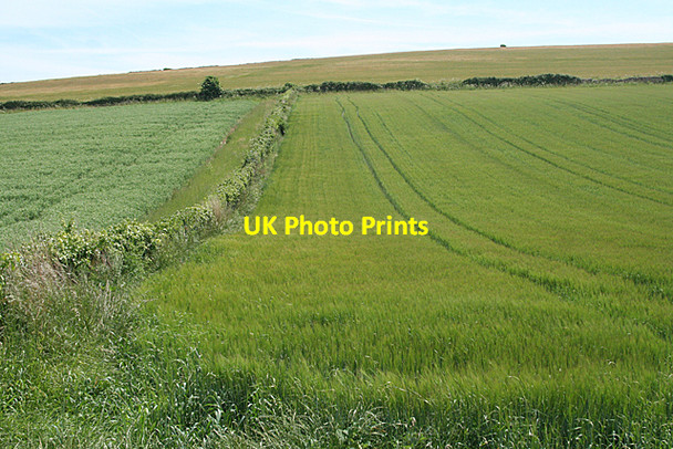 Photo 6"x4" Chivelstone: farmland Chivelstone c2010