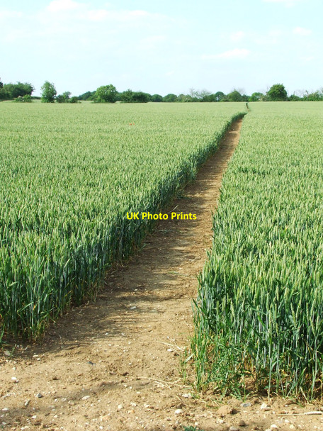 Photo 6"x4" Clearly marked footpath Great Ashfield c2010