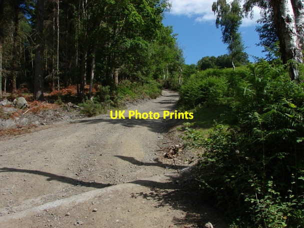 Photo 6"x4" Pullbrook Wood Green Lane\/SX7877 c2010
