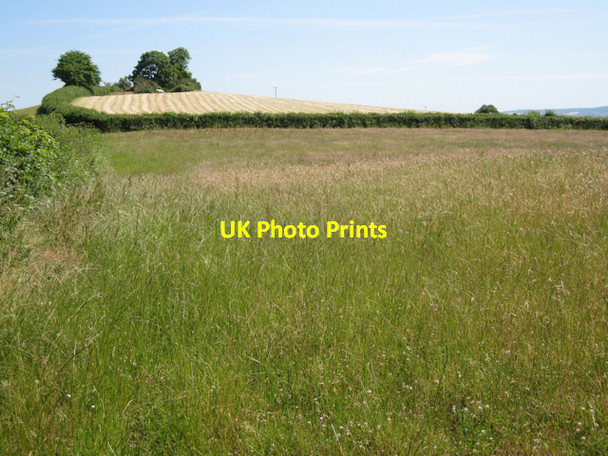 Photo 6"x4" Ryegrass and clover near Crosspark Wotton Cross\/SX8069 c2010