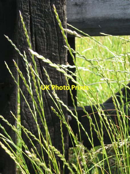Photo 6"x4" Ryegrass (Lolium perenne) Wotton Cross\/SX8069 c2010