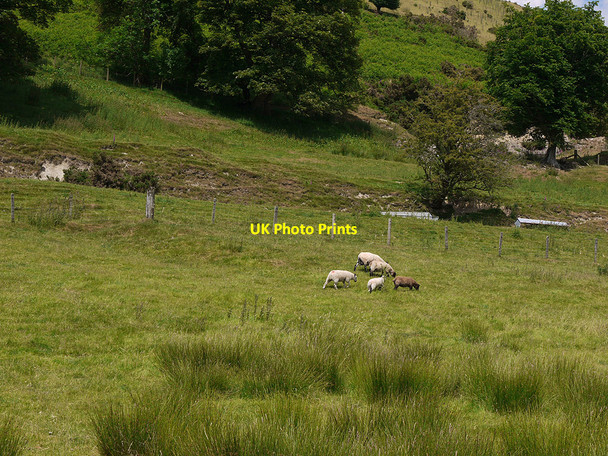 Photo 6"x4" Grazing near Tan-y-llwyn Llangurig c2010