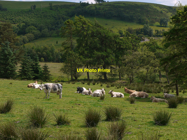 Photo 6"x4" Cattle grazing neat Tan-y-llwyn Llangurig c2010