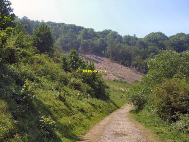 Photo 6"x4" Trees near Hollingbury Golf Course Brighton\/TQ3106 c2010