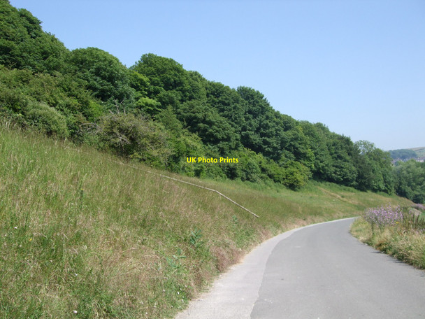 Photo 6"x4" Trees around Wild Park Brighton\/TQ3106 c2010