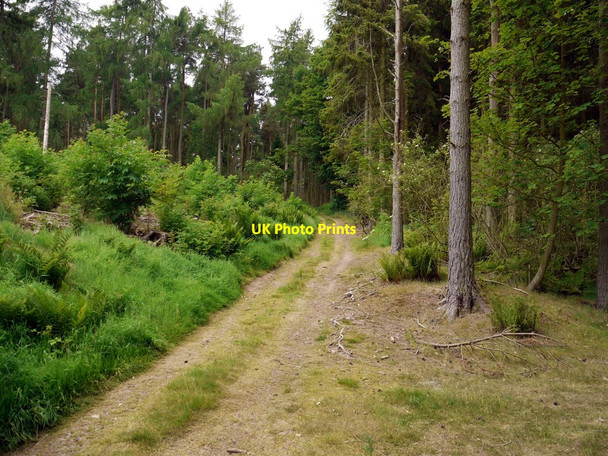 Photo 6"x4" Forest track on Flodden Hill West Flodden c2010