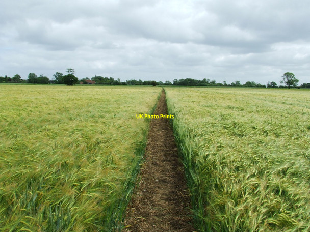 Photo 6"x4" Through The Barley Southolt c2009