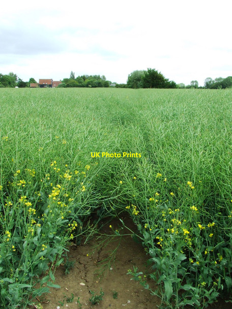 Photo 6"x4" The Path Is Here Southolt c2009