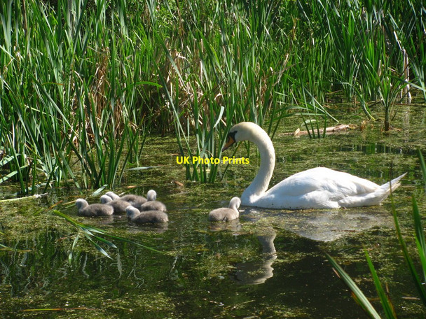 Photo 6"x4" Swan Family Newport\/Casnewydd c2010