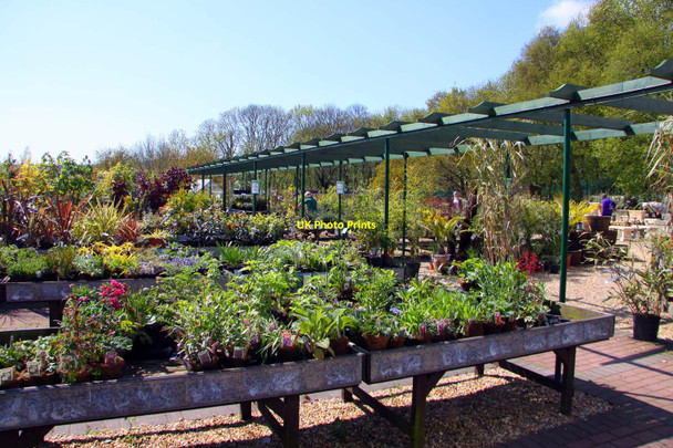 Photo 6"x4" Plant stands in Dalverton Garden Centre Sandown c2010