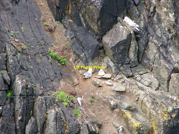 Photo 6"x4" Nesting Fulmars Inbhir a' Gharraidh c2010