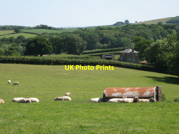 Photo 6"x4" Borough Cottage beyond a field of sheep Wotton Cross\/SX8069 c2010