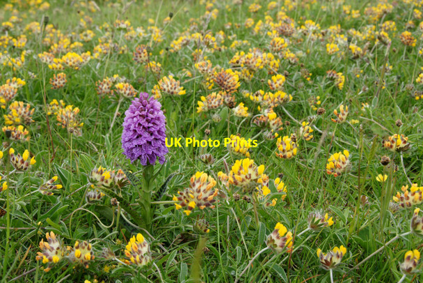 Photo 6"x4" Northern Marsh Orchid (Dactylorhiza purpurella), Baltasound Baltasound c2010