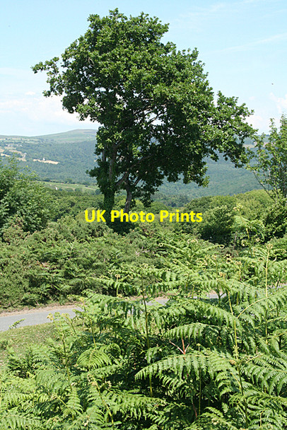 Photo 6"x4" Holne: by the Hexworthy Road Middle Stoke\/SX6970 c2010