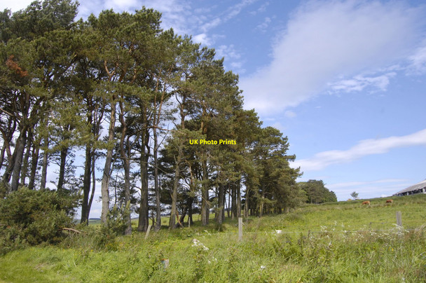 Photo 6"x4" Scots Pines Sittyton c2010