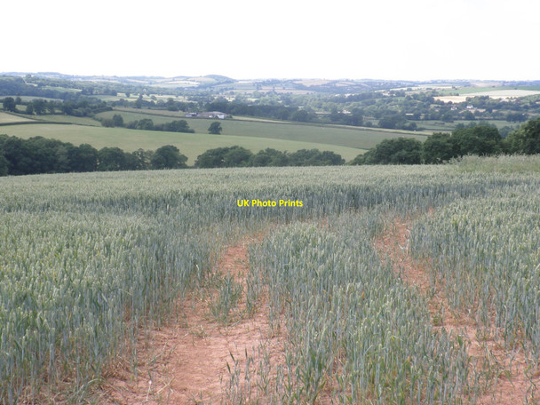 Photo 6"x4" Wheat fields, near Posbury Crediton c2010