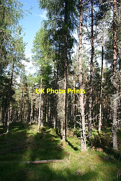 Photo 6"x4" Buiternach Wood Clashnoir c2010