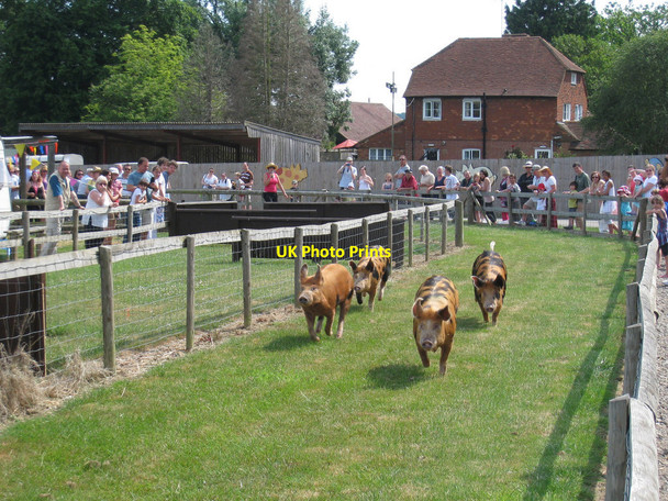 Photo 6"x4" Pig Racing at Rare Breeds Centre Townland Green c2010