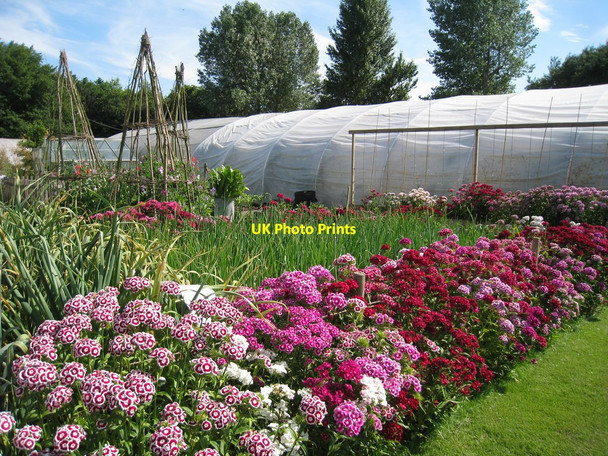 Photo 6"x4" Garden at Rare Breeds Centre Townland Green c2010
