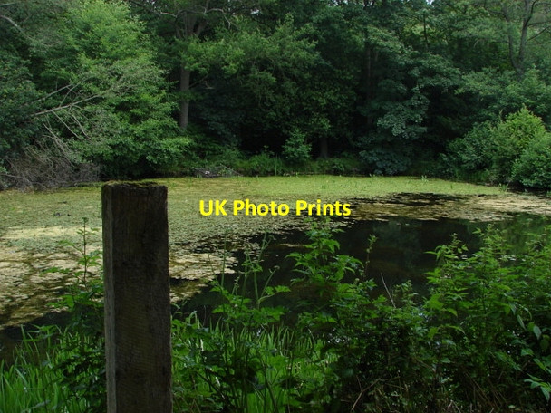 Photo 6"x4" Basingstoke Canal Pirbright c2010 P1