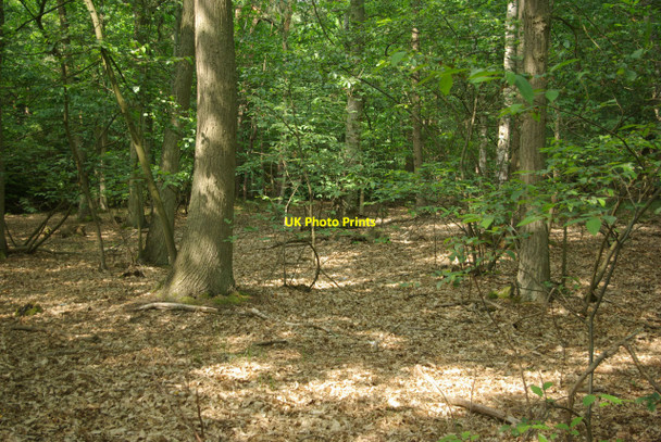 Photo 6"x4" Mildenhall Woods Barton Mills c2010