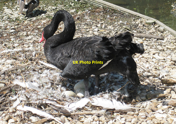 Photo 6"x4" Black swan settling on eggs, Slimbridge Reserve Shepherd's Patch c2010
