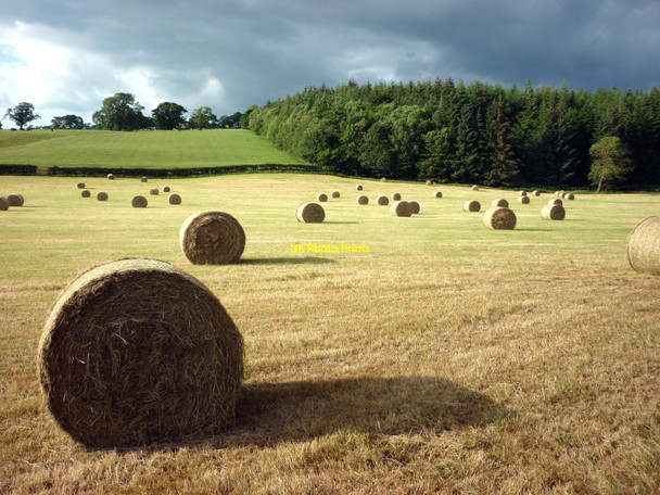 Photo 6"x4" Hay bales, Lanercost Lanercost c2010