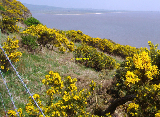 Photo 6"x4" Gorse on the cliff edge Barend\/NX8855 c2008
